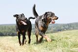 BEAUCERON 446